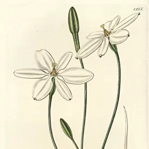 Mexican star, Milla biflora
