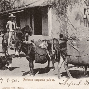 Mexico - Donkeys carrying pulque