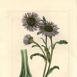 Michaelmas daisy, Aster calendulaefolius, native to Europe
