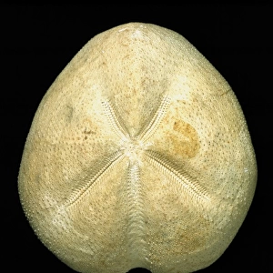 Micraster coranguinum, echinoid