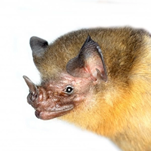 Micronycteris brachyotis, orange-throated bat