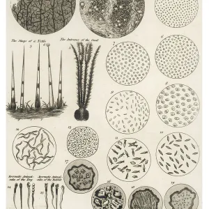 Microscopic Objects