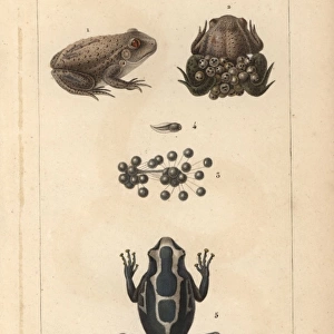 Midwife toad, Alytes obstetricans, tadpole
