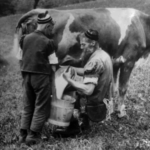 Milking a Cow