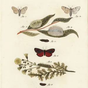 Miller moth and cinnabar moth