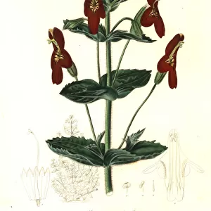 Mimulus roseus x Mimulus cardinalis