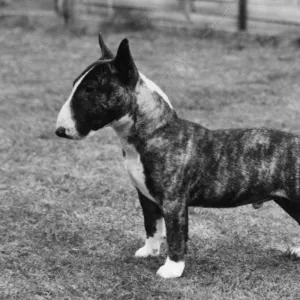 MINIATURE BULL TERRIER