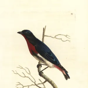 Mistletoe bird, Dicaeum hirundinaceum