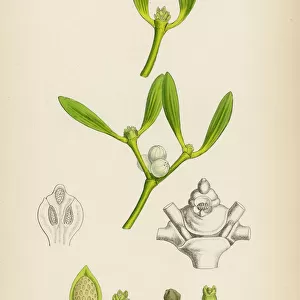 Mistletoe Botanical