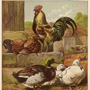 MIXED POULTRY