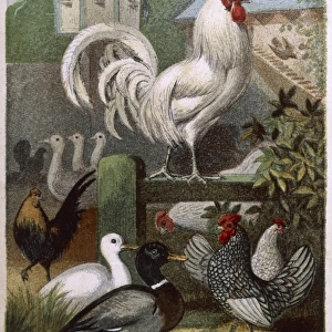 Mixed Poultry (Beeton)