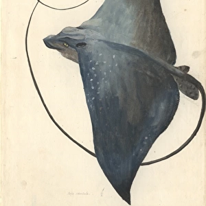 Mobula mobular, devilfish