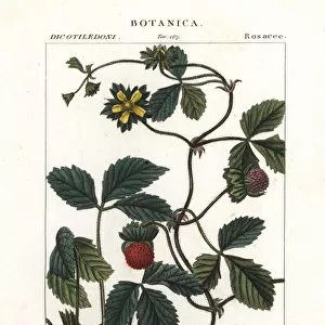 Mock strawberry, Potentilla indica