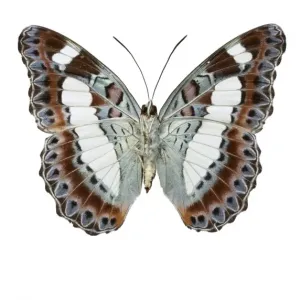 Moduza nuydai, butterfly Moduza nuydai, butterfly
