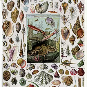 Mollusques - molluscs (shells)