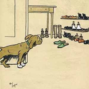 Mongrel puppy tempted by his masters shoes