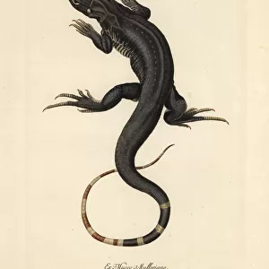 Monitor lizard, Varanus species