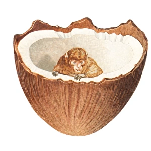 Monkey inside a coconut on a cutout greetings card
