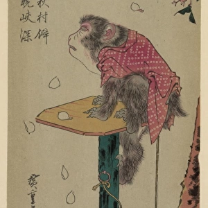 Monkey on a leash and cherry blossoms