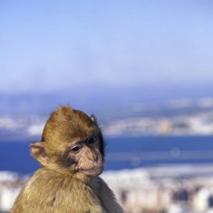 Monkey, possibly on the island of Gibraltar