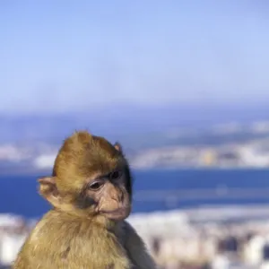 Monkey, possibly on the island of Gibraltar