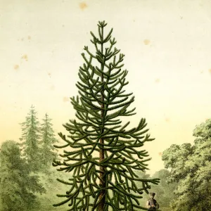 Monkey Puzzle Tree, Araucaria Imbricata Pavon