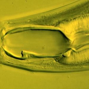 Monochus aquaticus, nematode
