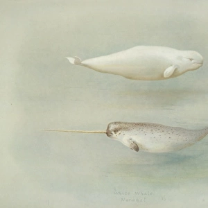 Monodon monoceros, narwhal and Delphinapterus leucas, beluga