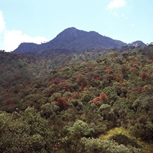 Montane rainforest, Sri Lanka