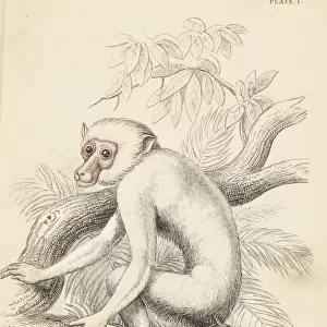 Moor macaque, Macaca maura
