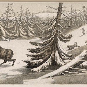 Moose / Elk Sweden 1855