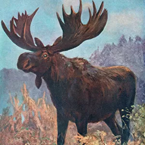 Moose(Elk) / Cuthbert Swan