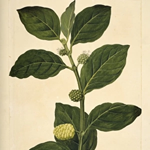 Morinda citrifolia, Indian mulberry