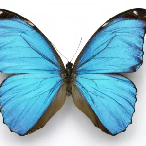 Morpho menelaus, Cramers blue butterfly