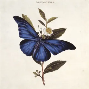 Morpho rhetenor, blue morpho butterfly