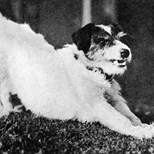 Morty the dog, mascot of WW1