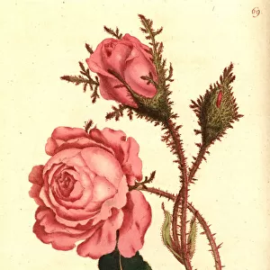 Moss rose, Rosa centifolia f. muscosa