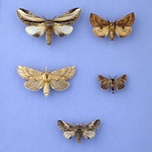 Moths of the family Notodontidae