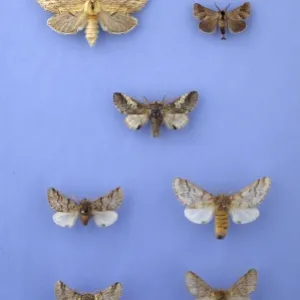 Moths of the family Notodontidae