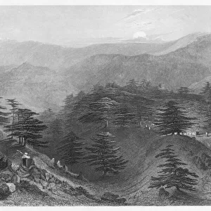 Mount Lebanon / Cedars