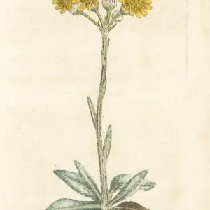 Mountain fleawort, Tephroseris integrifolia