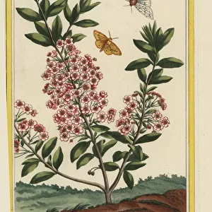 Mountain laurel, Kalmia latifolia