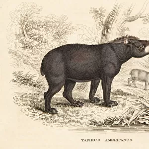 Mountain tapir or woolly tapir, Tapirus pinchaque
