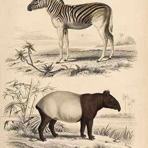 Mountain zebra (vulnerable) and Malayan tapir (endangered)