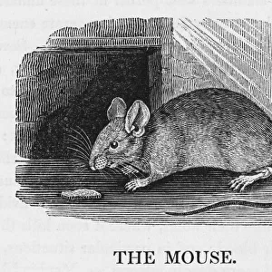 Mouse (Bewick)