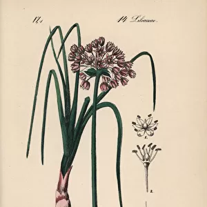 Mouse garlic, Allium angulosum