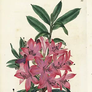 Mr. Gowens rhododendron, Rhododendron gowenianum