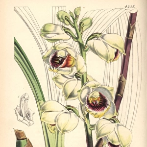 Mr Warres maxillaria orchid, Warrea warreana
