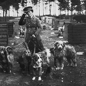 Mrs Richardson and her dog pupils, WW1