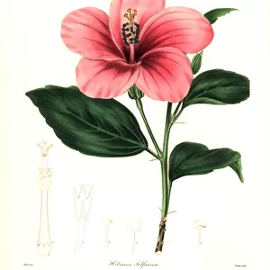 Mrs. Telfairs hibiscus, HIbiscus telfairiae